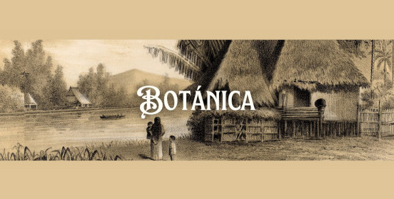 Botánica