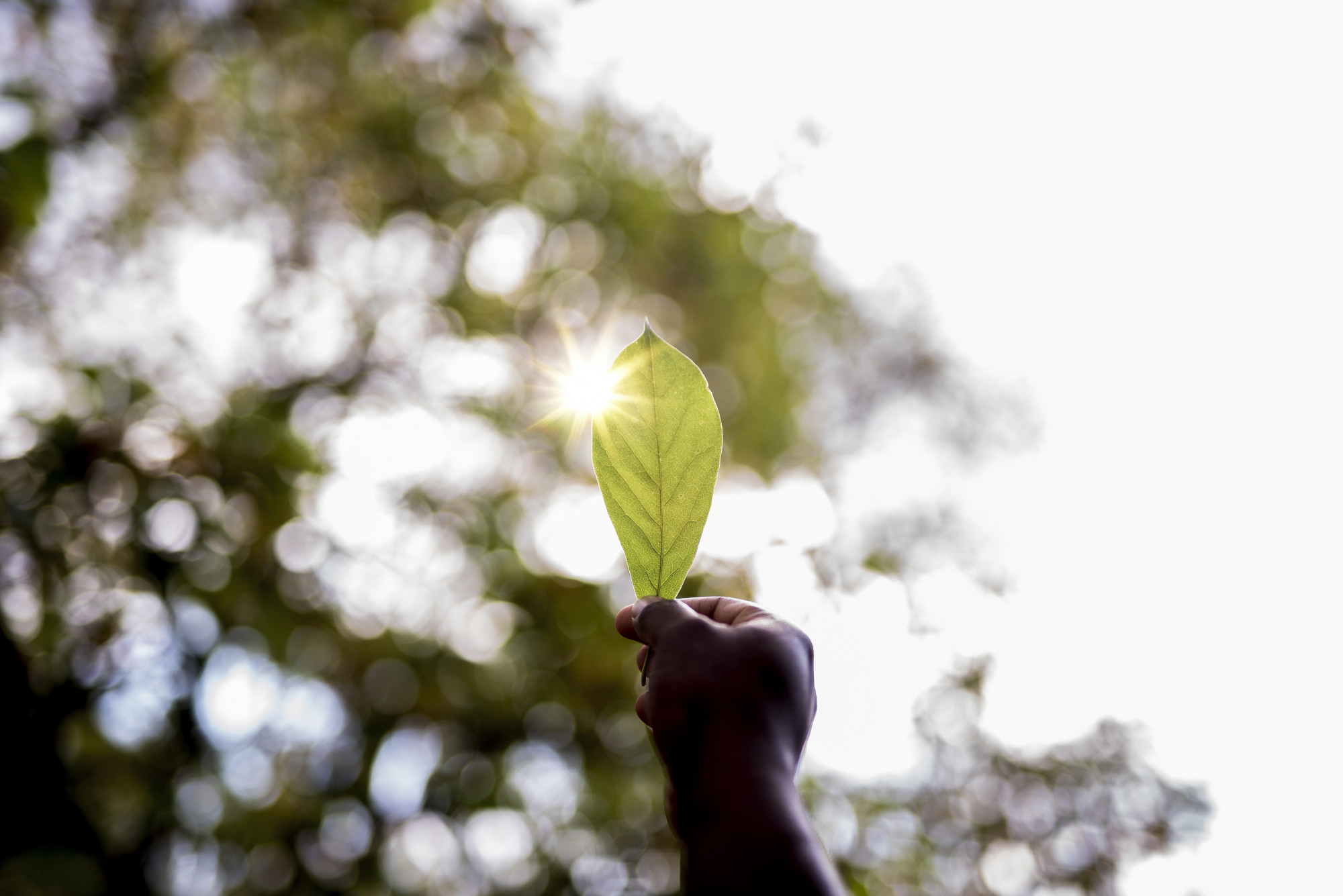 Mesa abierta: Pensar el futuro ambiental de Honduras