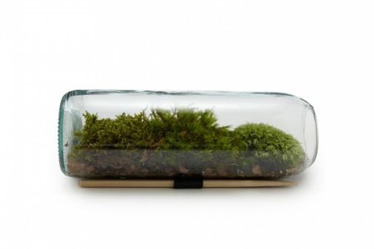 Un ecosistema en miniatura